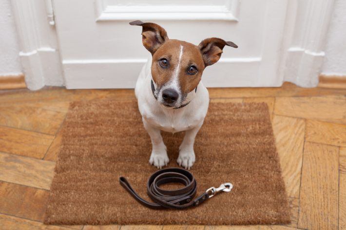 Dog-Waiting-iStock-513674020-710x473