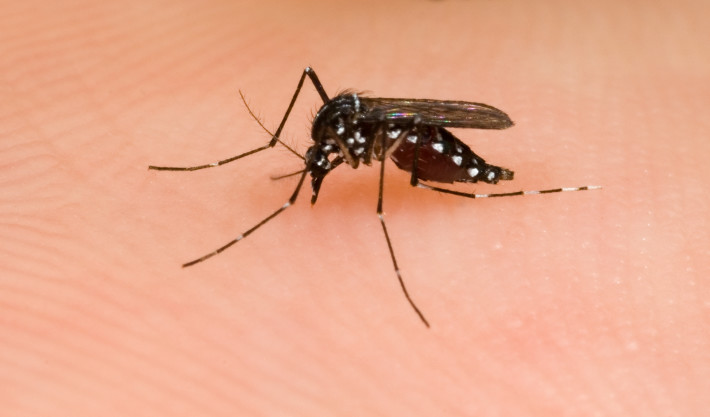 Asian Tiger Mosquito (albopictus)