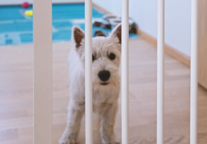 Cute white terrier puppy stay behind dog fence Cute white terrier puppy stay behind dog fence